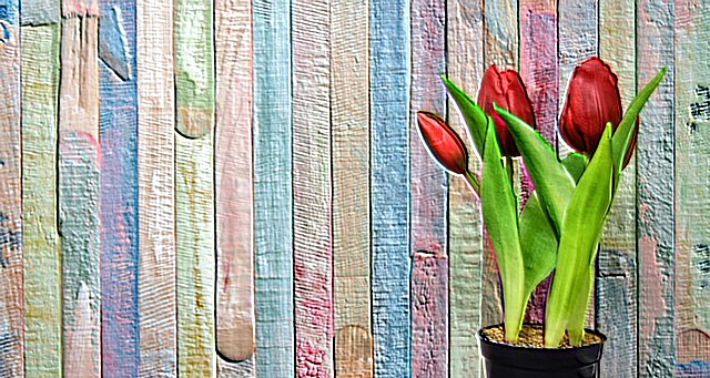 tulips-3167464_640_Alexas_Fotos_from_Pixabay_kl